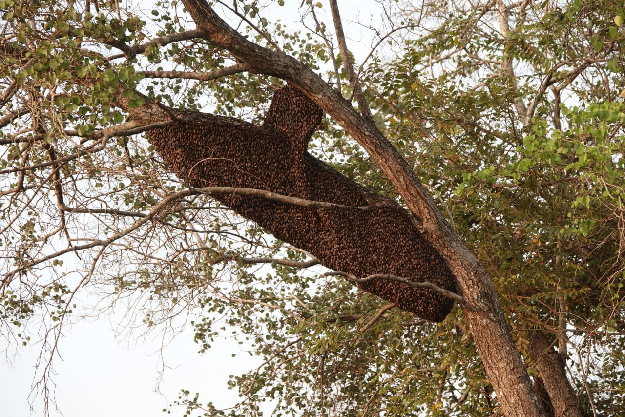 Udawalawe National Park Safari and Elephant Transits Home